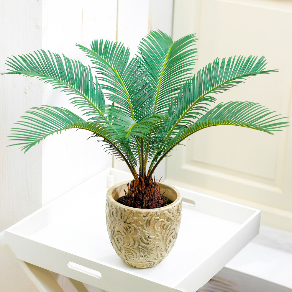 https://images.esellerpro.com/3048/I/624/57/Cycas Revoluta-4.jpg