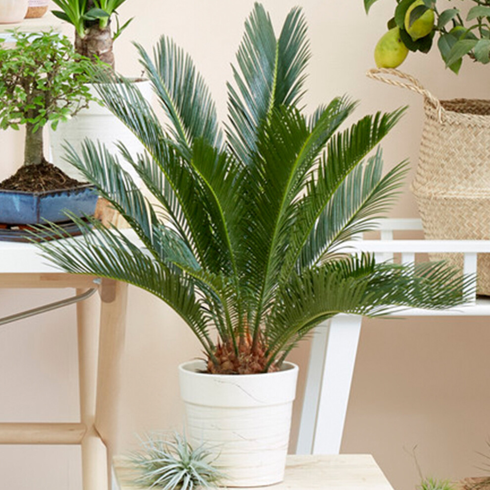 https://images.esellerpro.com/3048/I/624/55/Cycas Revoluta-2.jpg