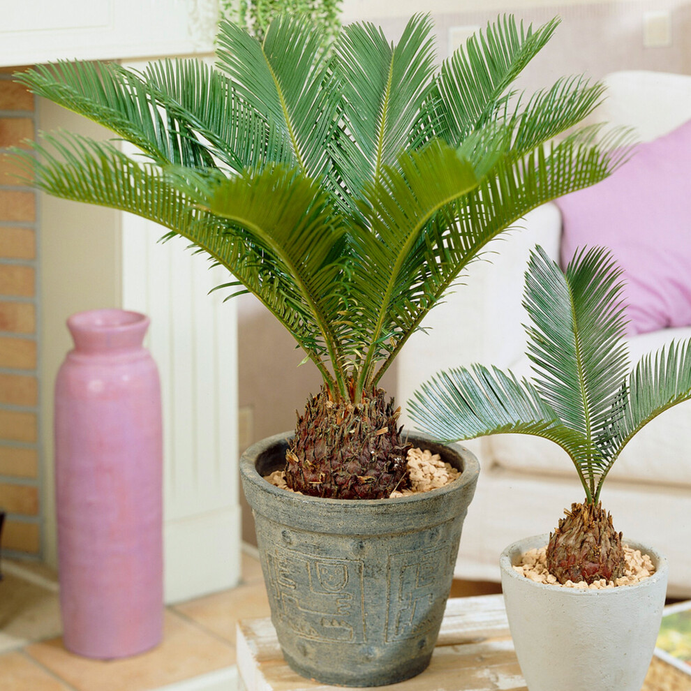 https://images.esellerpro.com/3048/I/624/56/Cycas Revoluta-3.jpg