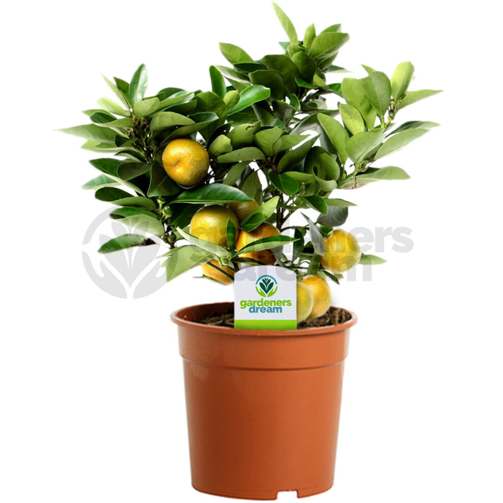 Citrus Calamondin - 1 Plant - House / Office Live Indoor Pot Plant Tree