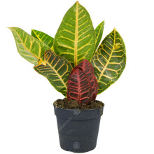 Codiaeum Variegatum Petra Croton Live Indoor Decorative Houseplant In 13Cm Pot