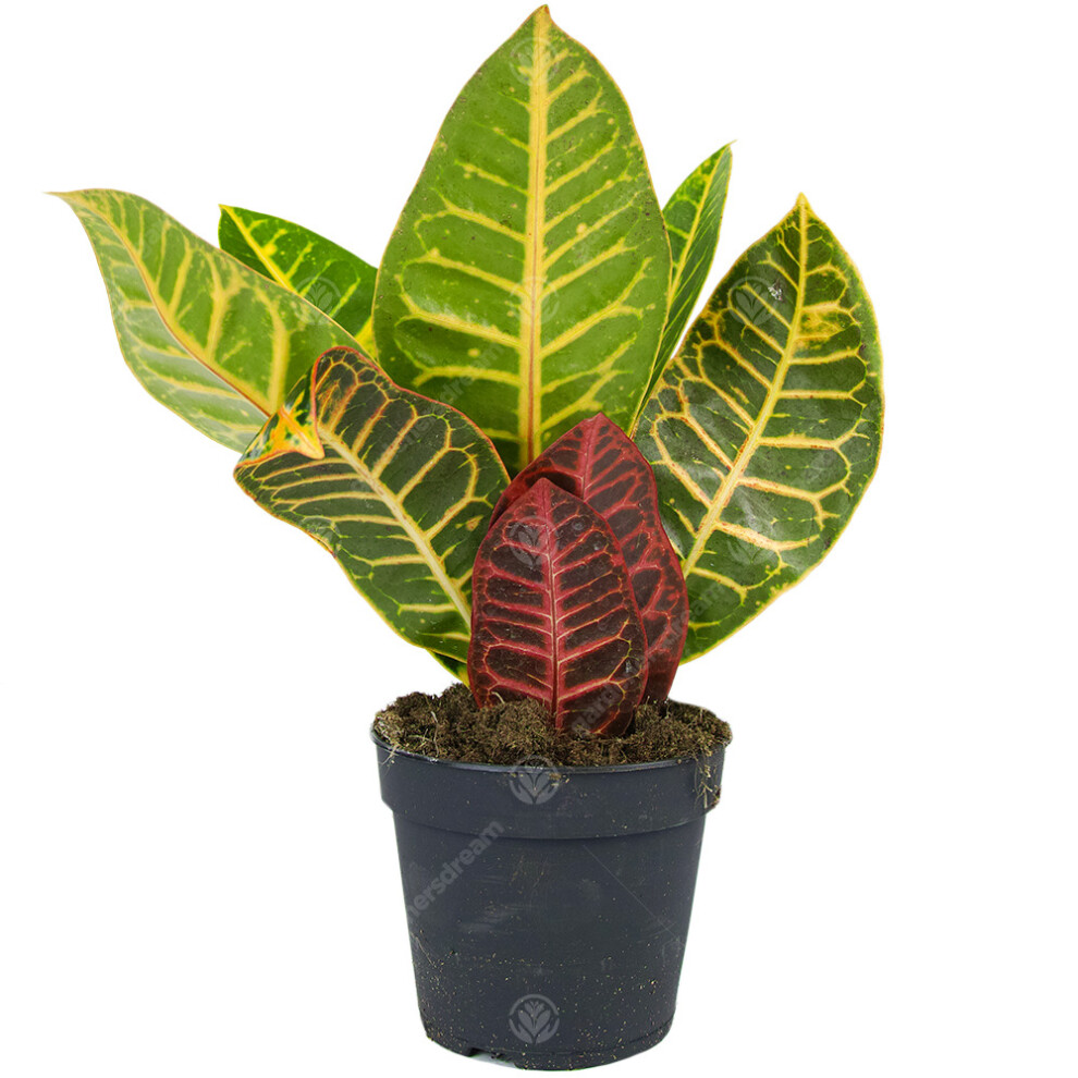 Codiaeum Variegatum Petra Croton Live Indoor Decorative Houseplant In 13Cm Pot