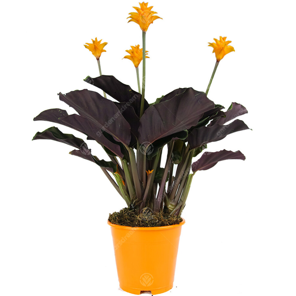 Gardeners Dream Calathea Crocata Eternal Flame Live Indoor Decorative Houseplant In 14Cm Pot