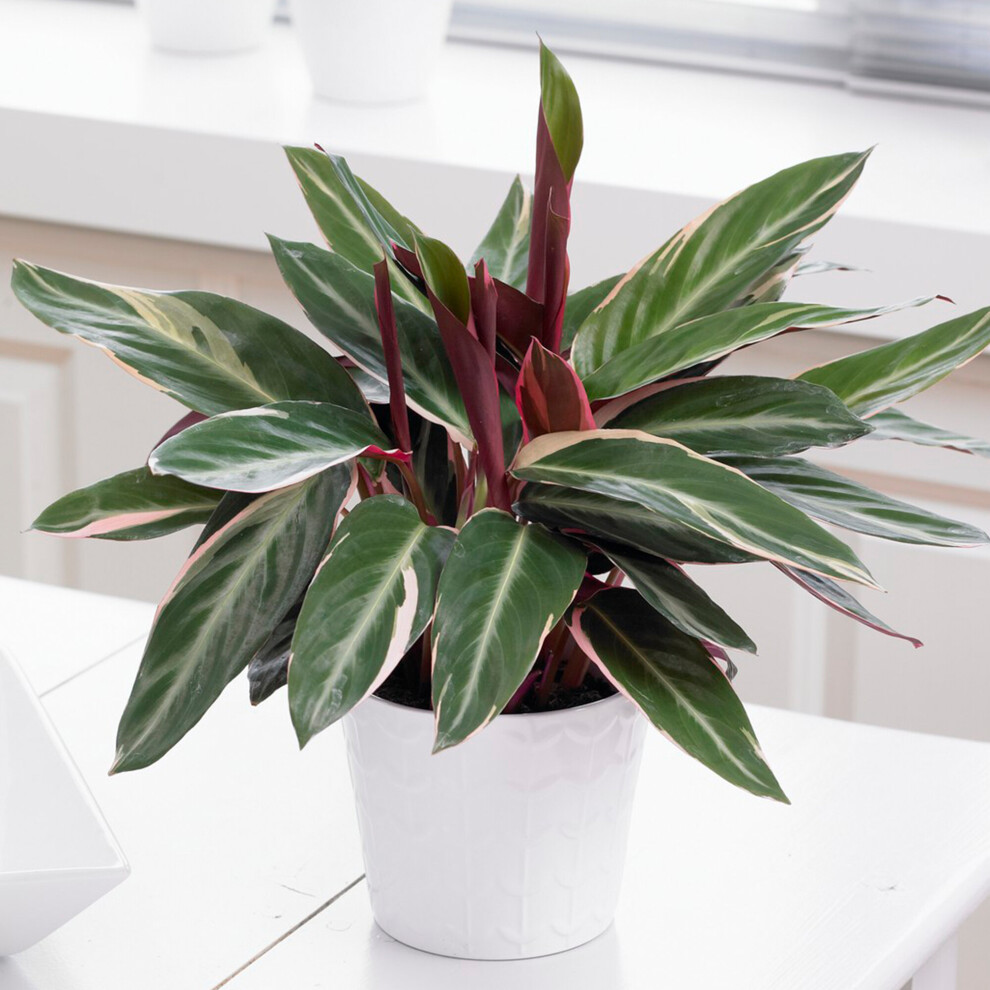 https://images.esellerpro.com/3048/I/620/73/Calathea Triostar-2.jpg