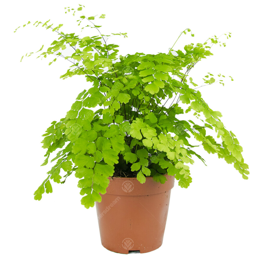 Adiantum Raddianum Fragrans Maidenhair Fern Live Indoor Houseplant In 12Cm Pot