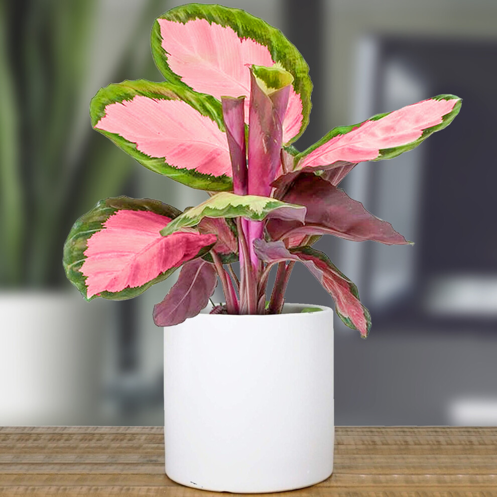 1 X Calathea Roseopicta Rosy 30-40Cm Rose Painted Indoor Potted Plant For Home