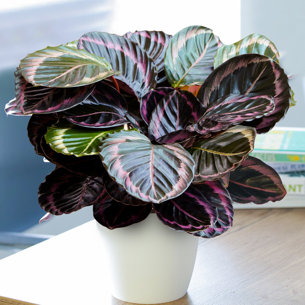1 X Rose Painted Calathea Surprise Star | Best Indoor Plants (25-35Cm Incl. Pot)