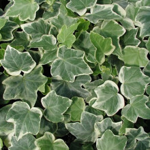 (10) Hedera White-Edged Trailing Ivy Climbing Evergreen Plant In Pot *Not Plugs*
