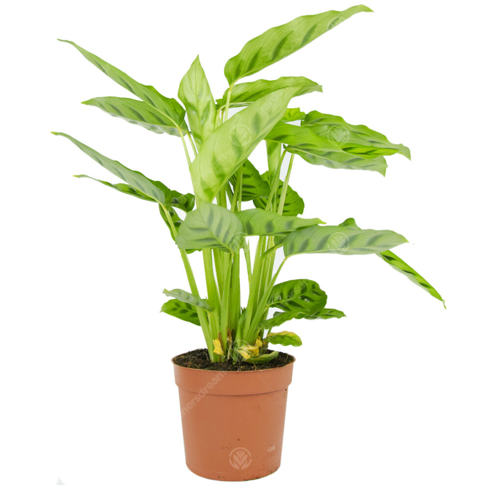 Gardeners Dream Calathea Leopardina Prayer Plant Live Decorative Indoor Houseplant In 12Cm Pot