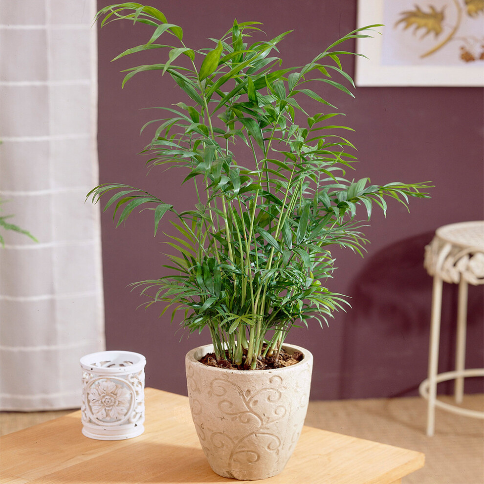 Chamaedorea Palm Elegans Plant - Bright Indoor Desk Office Houseplant 13Cm Pot