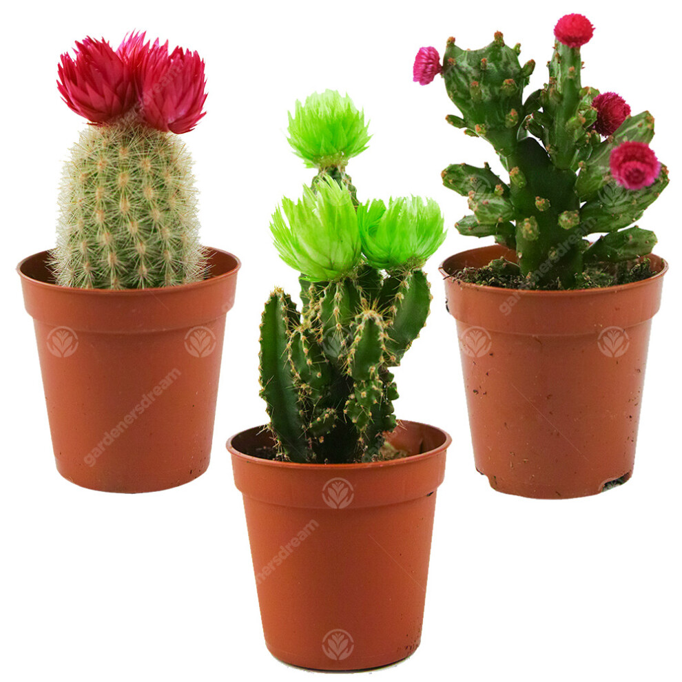 (3) Mini Disco Cactus Mix House / Office Indoor 5.5Cm Pot Small Gift Plant