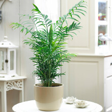 Chamaedorea Elegans Palm - Premium Tall Indoor House Plant Décor Potted 13Cm