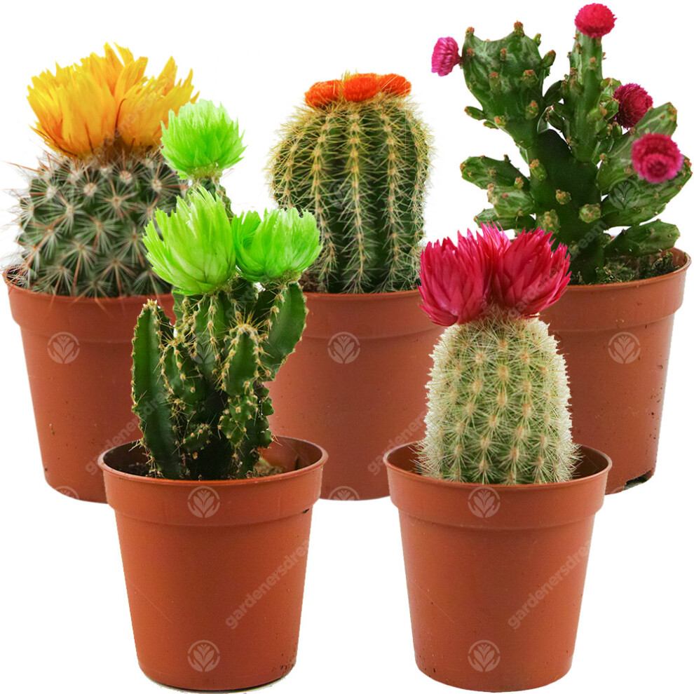 (5) Mini Disco Cactus Mix House / Office Indoor 5.5Cm Pot Small Gift Plant