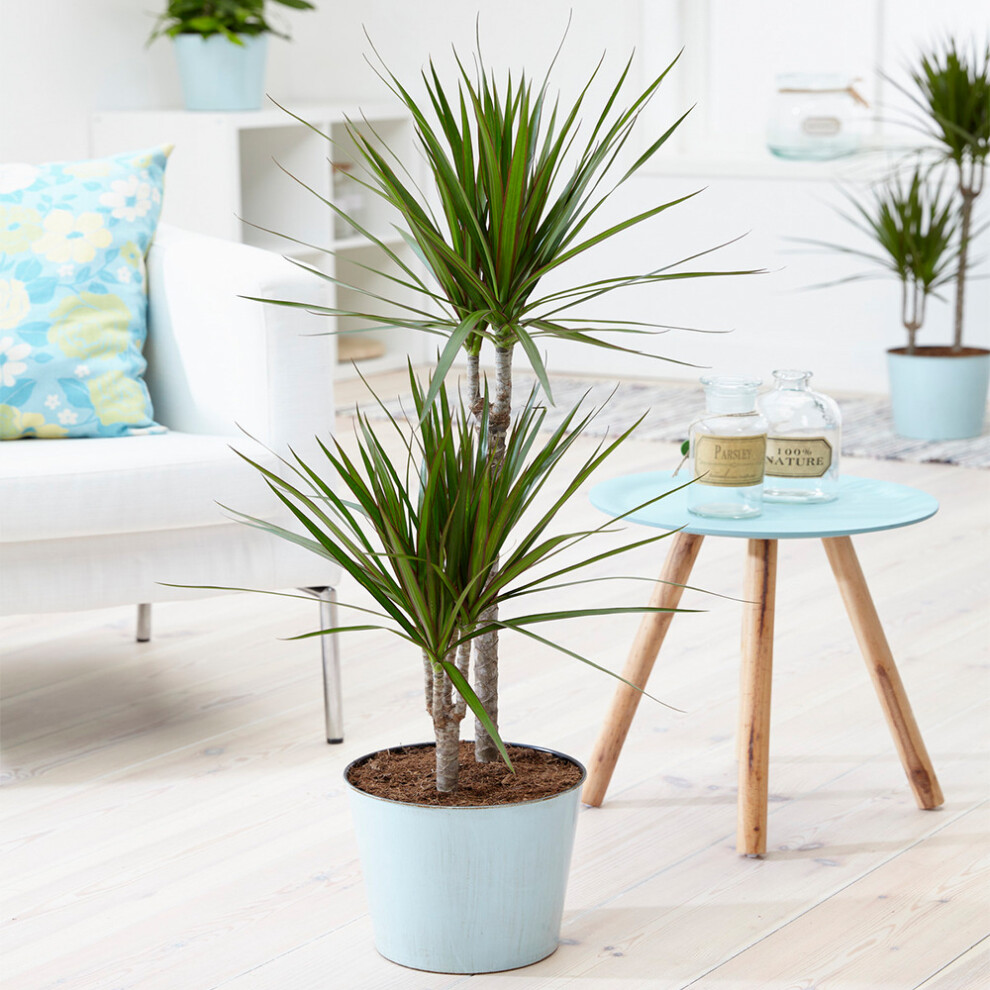 https://images.esellerpro.com/3048/I/594/57/Dracaena Marginata 3.png