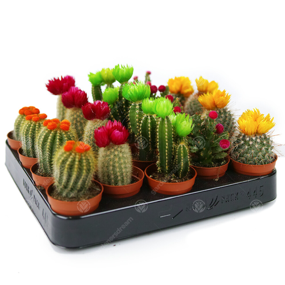 (20) Mini Disco Cactus Mix House / Office Indoor 5.5Cm Pot Small Gift Plant