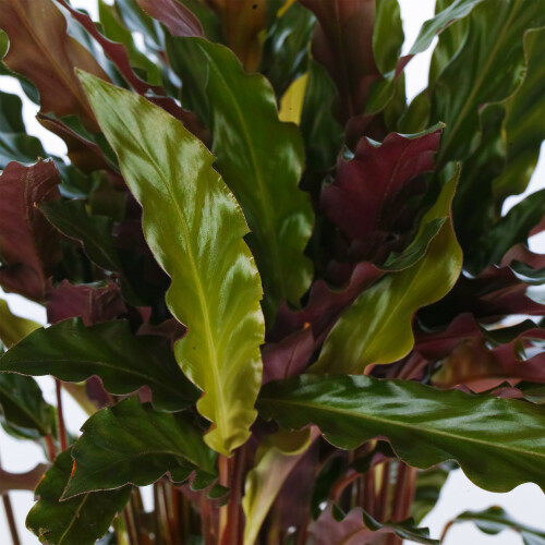 Gardeners Dream Calathea Elgergrass (12cm) V1 2