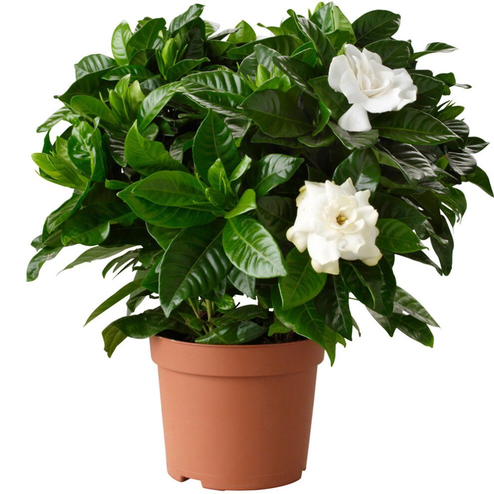 1 X Gardenia Jasminoides Cape Jasmine Healthy Ornamental Indoor Plant In Pot