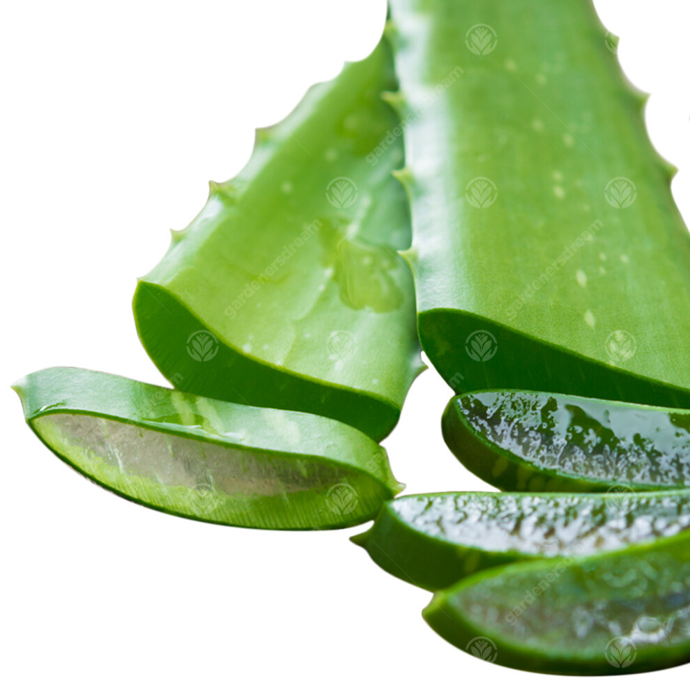 Aloe Vera Leaves Freshly Cut To Order Organic Medicinal Plant 15-25Cm (3 Leaves)