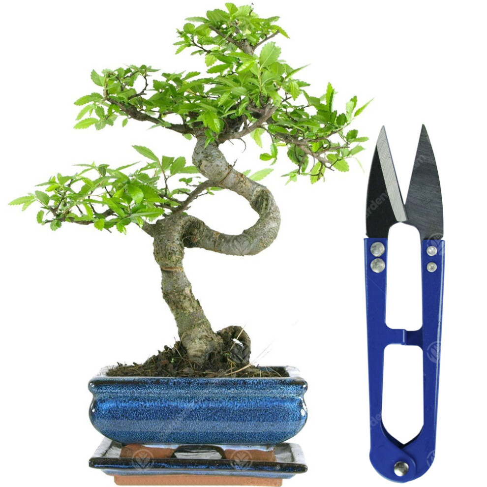 Gardeners Dream (Bonsai Shears) Bonsai Chinese Elm Tree Live Indoor Houseplant In 15Cm Pot + Kit Option