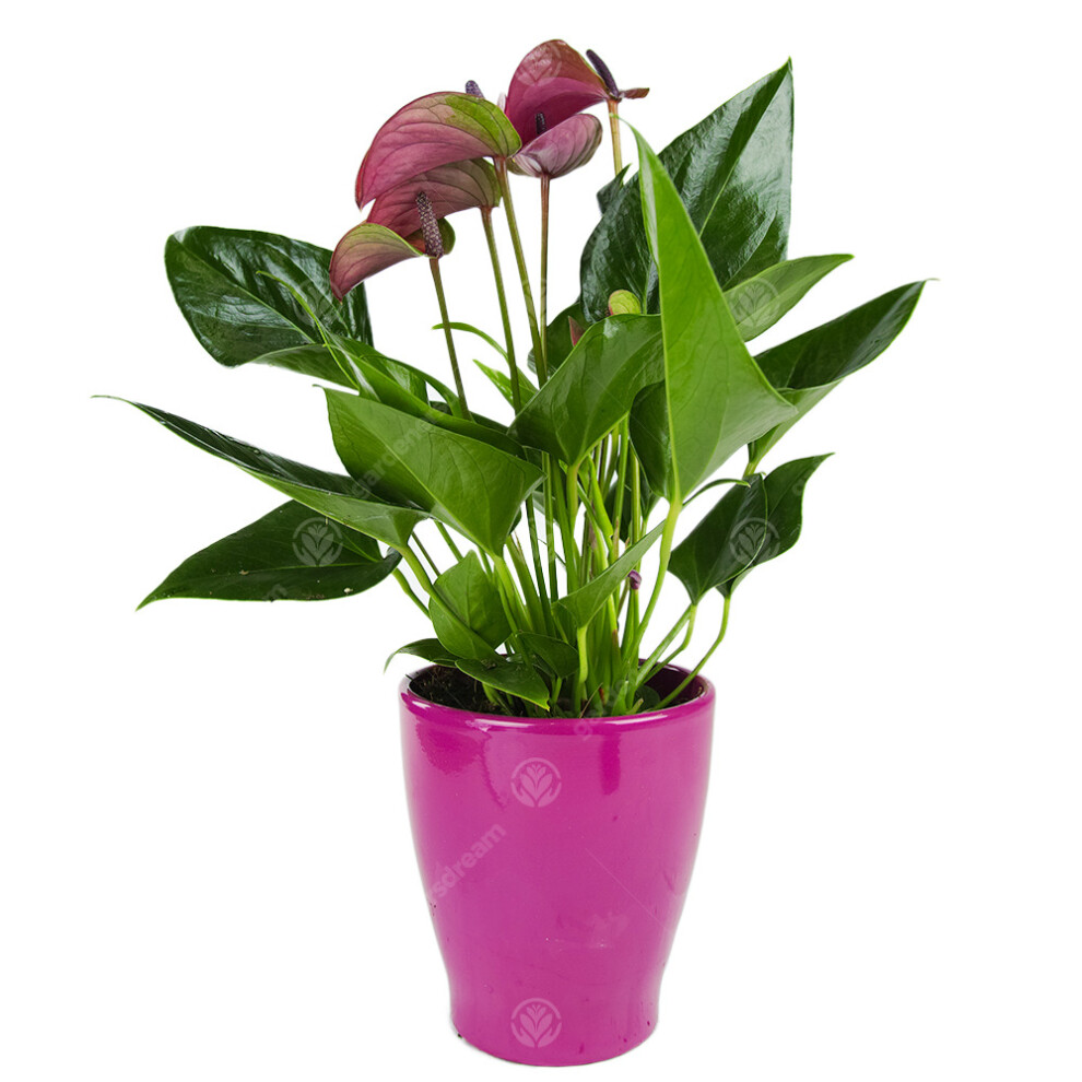 (Purple) Anthurium Live Indoor Decorative Houeplants In 13Cm Ceramic Pots Various Colours