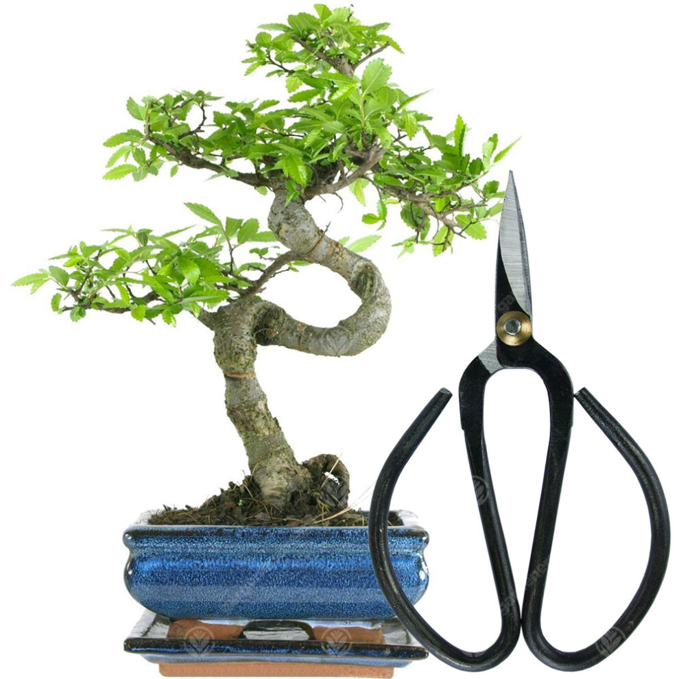 (Bonsai Scissors) Bonsai Chinese Elm Tree Live Indoor Houseplant In 15Cm Pot + Kit Option