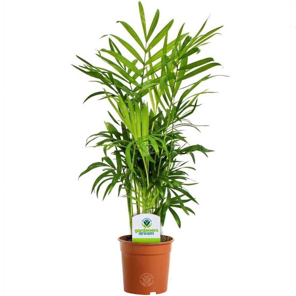 Chamaedorea Elegans - 1 Plant - House / Office Live Indoor Pot Plant Tree