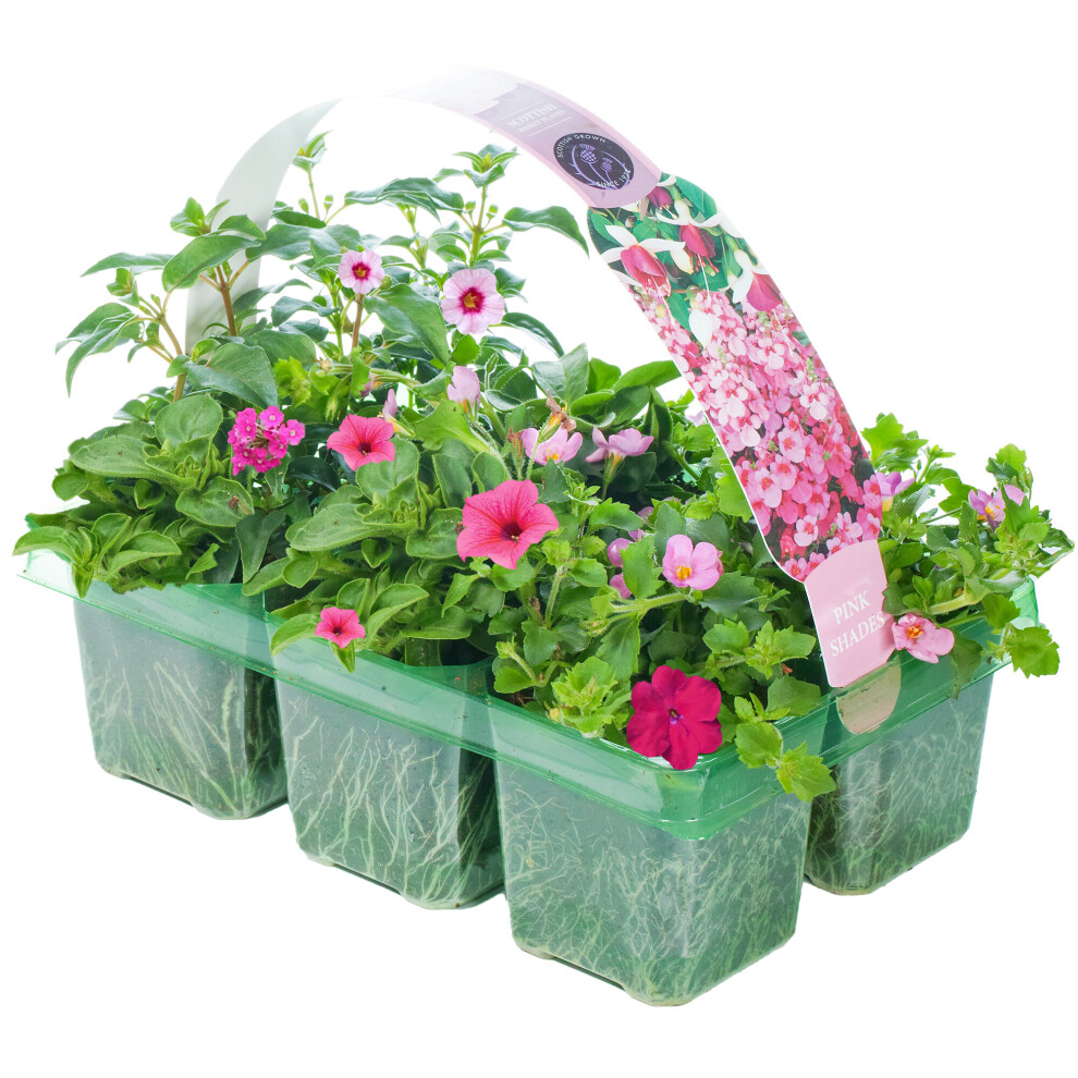 Gardeners Dream Basket Plants - Shades (6 Pack) Pink