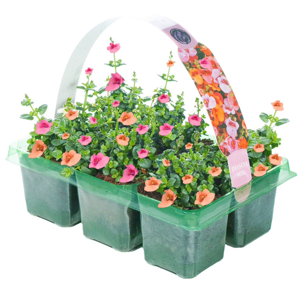 Gardeners Dream Basket Plants - Discia Mixed Variety (6 Pack)