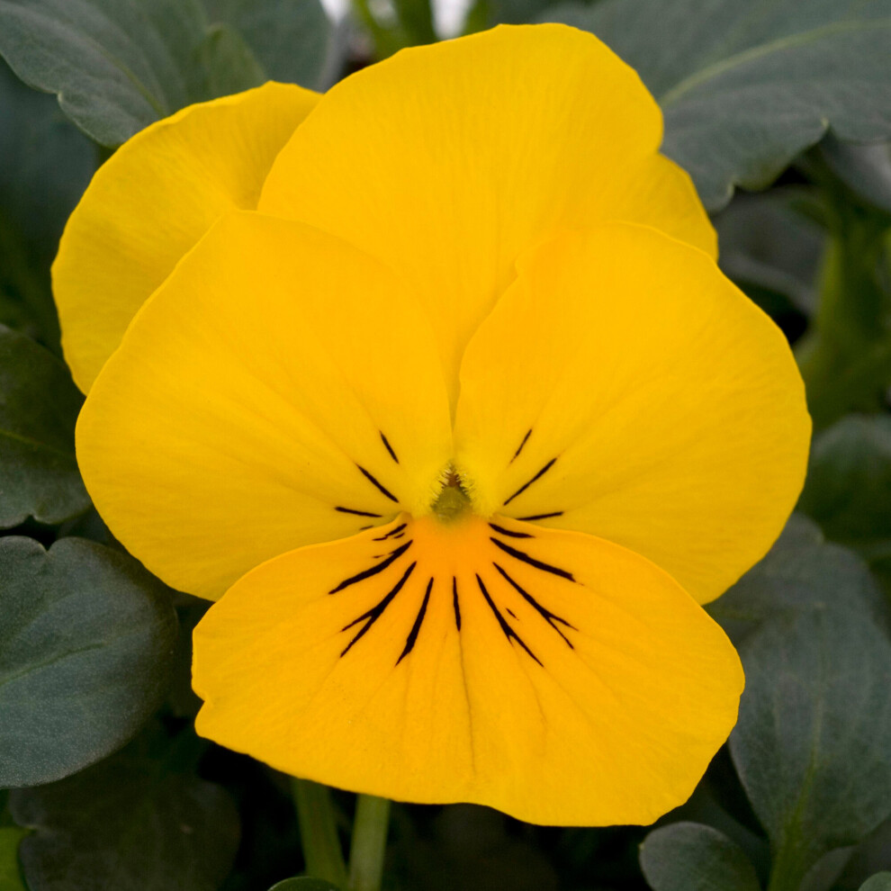 B&Q -  Viola Yellow Bedding PlantsSunny Blooms (10 Pack) - Image 4