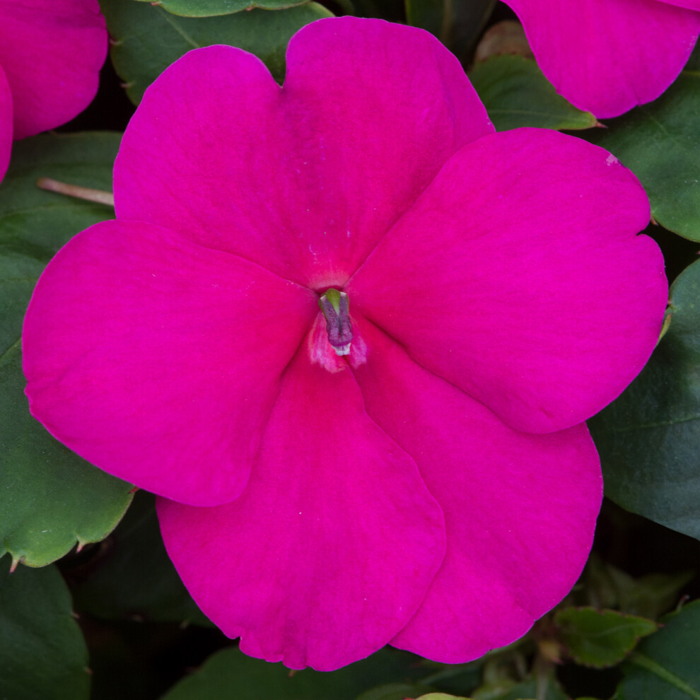 Gardeners Dream Bedding Plants - Impatiens Beacon Violet Shades (6 Pack)