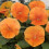 Gardeners Dream Bedding Plants - Viola Orange (6 Pack) 2