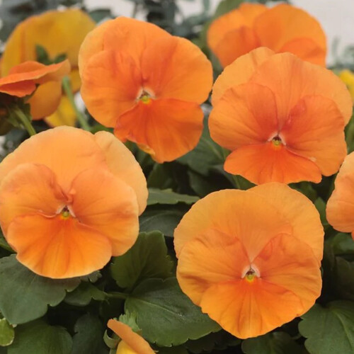Gardeners Dream Bedding Plants - Viola Orange (6 Pack) 1