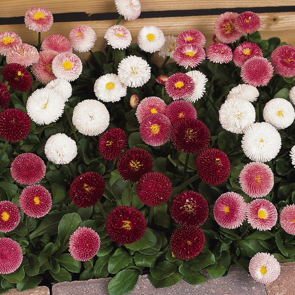 Bellis Bellissima Mixed | Hardy Garden Ready Perennial Bedding Plants 6 Pack