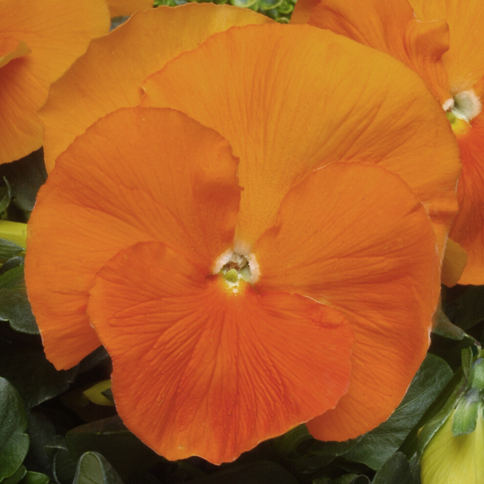 Bedding Plants - Viola Orange (10 Pack)