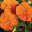 Gardeners Dream Bedding Plants - Viola Orange (6 Pack) 3