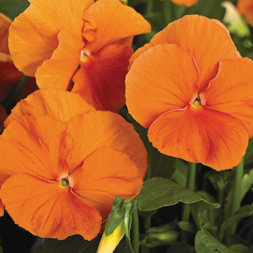 Gardeners Dream Bedding Plants - Viola Orange (6 Pack) 2