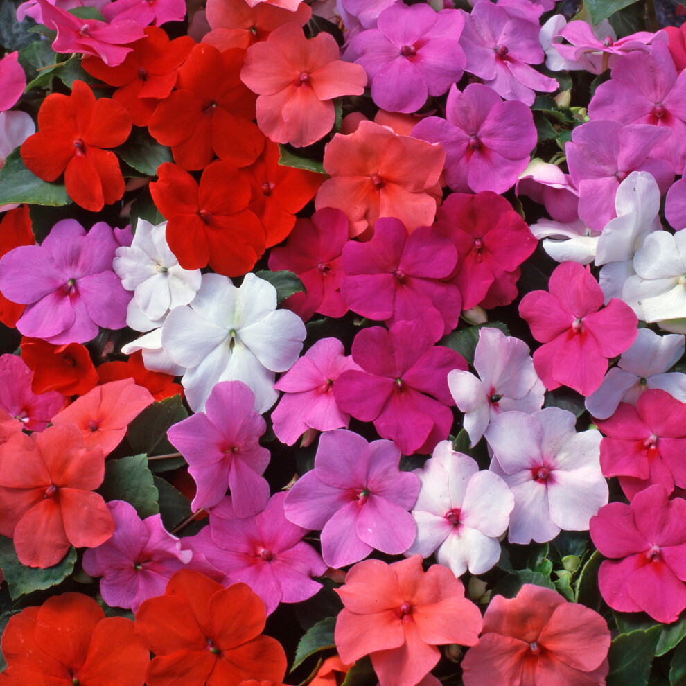 Gardeners Dream Bedding Plants - Impatiens Beacon Mix (6 Pack)