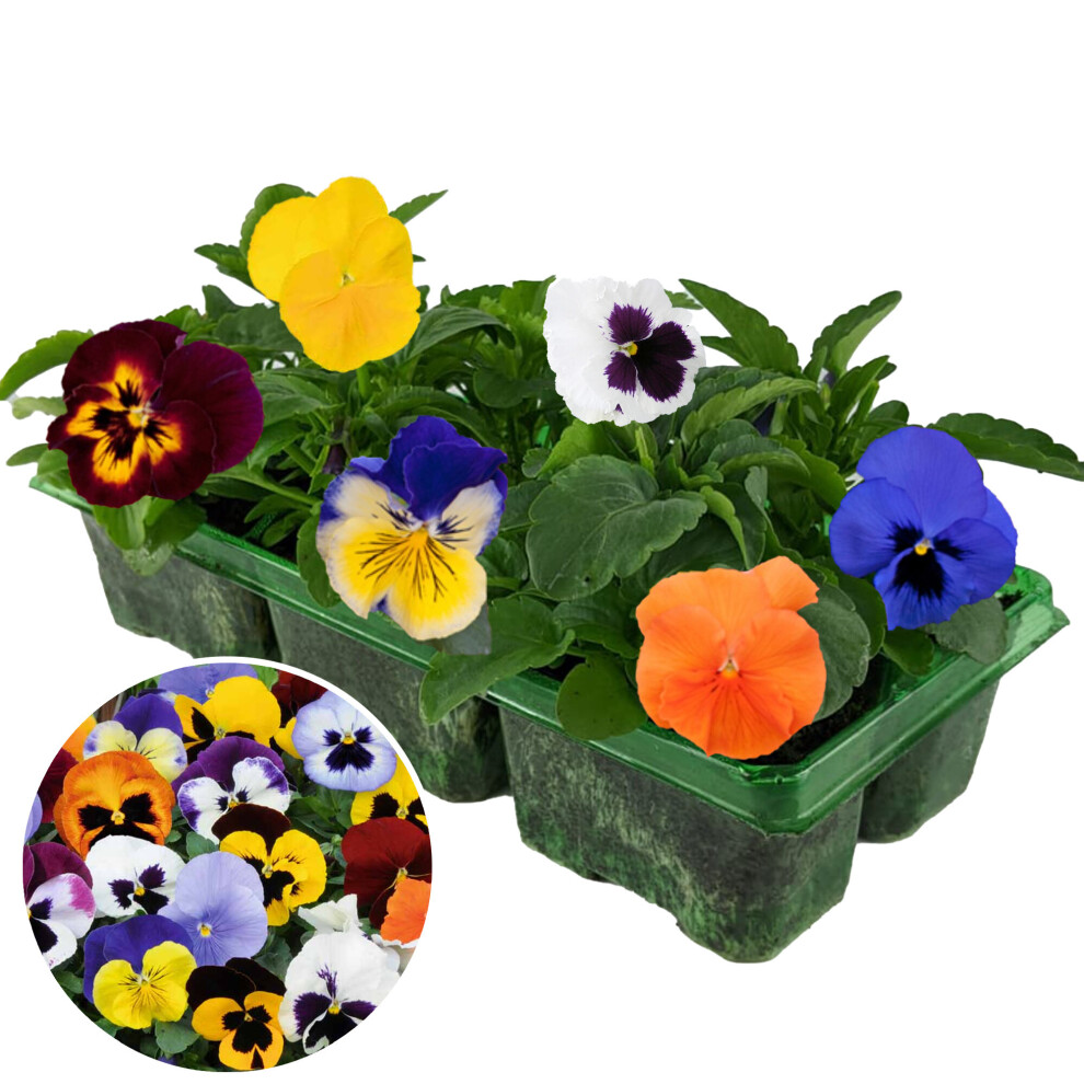 Gardeners Dream Pansy Mixed Bedding Plants - Image 3