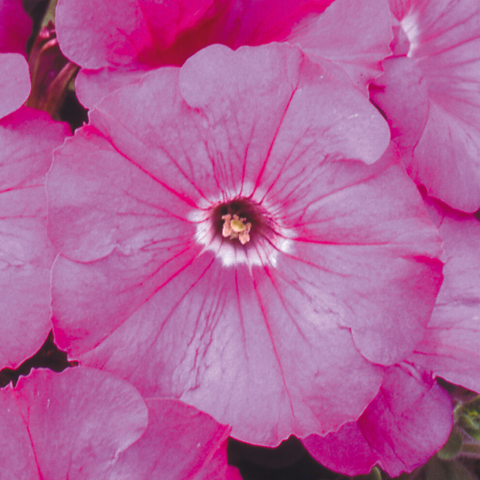 Gardeners Dream Bedding Plants - Petunia F1 Frenzy Pink (6 Pack)