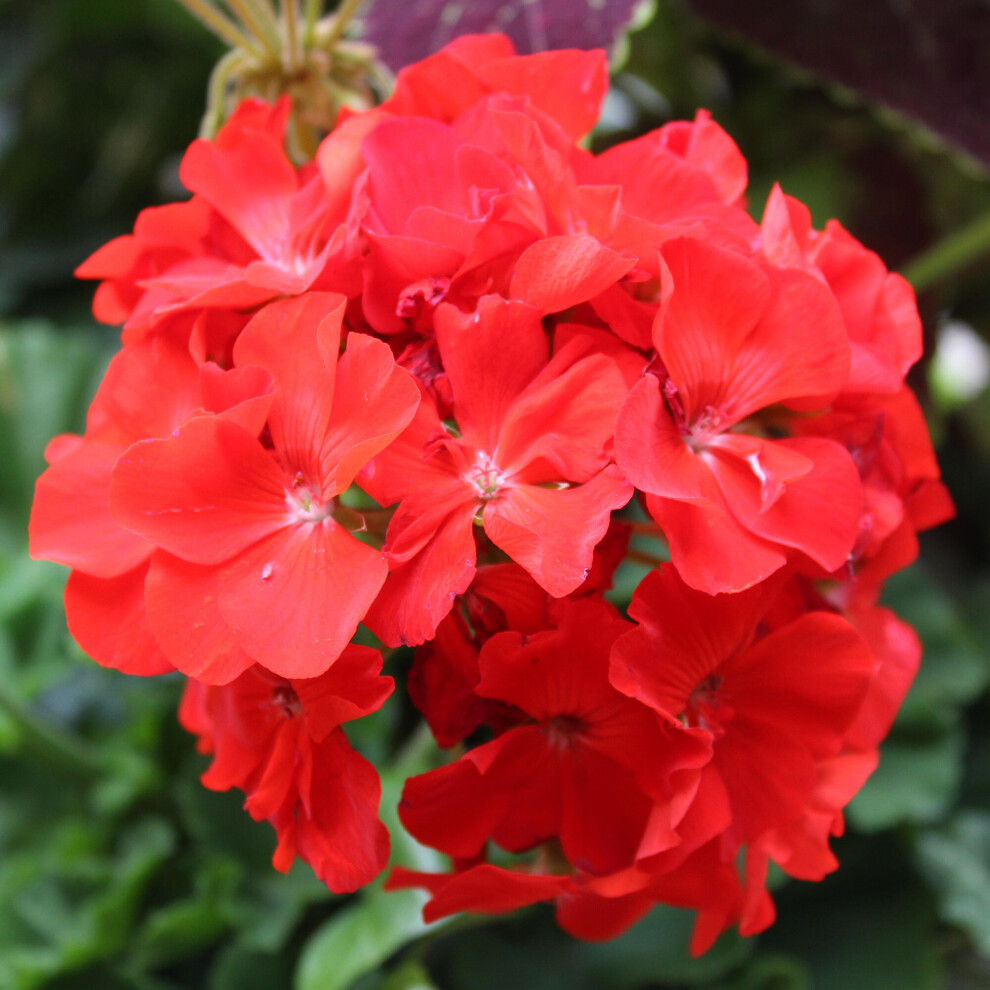 Gardeners Dream Bedding Plants - Geranium F1 Horizon Scarlet (6 Pack)
