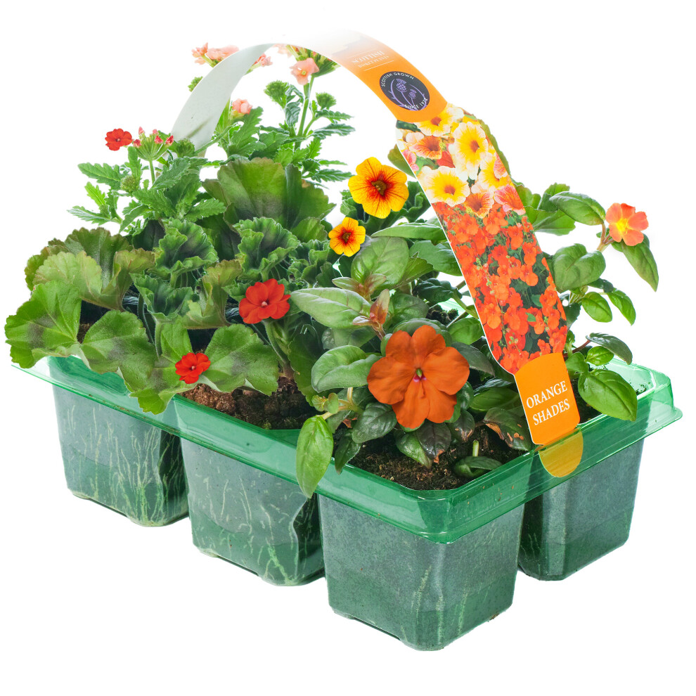 Gardeners Dream Basket Plants - Shades (6 Pack) Orange