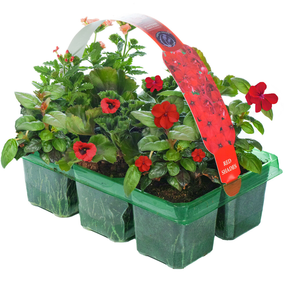 Gardeners Dream Basket Plants - Shades (6 Pack) Red
