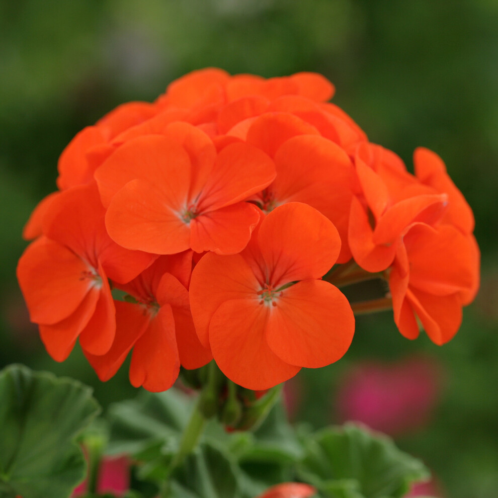 Gardeners Dream Bedding Plants - Geranium F1 Horizon Orange (6 Pack)