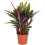 Gardeners Dream Calathea Elgergrass (12cm) V1 2
