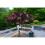 Hardy Crimson Bonfire Red leaf Patio Peach Dwarf Tree 70-100cm tall 2