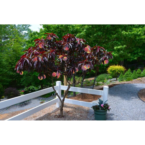 Hardy Crimson Bonfire Red leaf Patio Peach Dwarf Tree 70-100cm tall 1