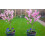Hardy Crimson Bonfire Red leaf Patio Peach Dwarf Tree 70-100cm tall 9