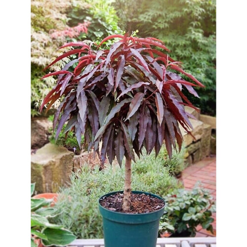 Hardy Crimson Bonfire Red leaf Patio Peach Dwarf Tree 70-100cm tall 2