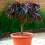 Hardy Crimson Bonfire Red leaf Patio Peach Dwarf Tree 70-100cm tall 5
