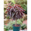 Hardy Crimson Bonfire Red leaf Patio Peach Dwarf Tree 70-100cm tall 6